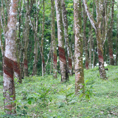 Rubber Plantage